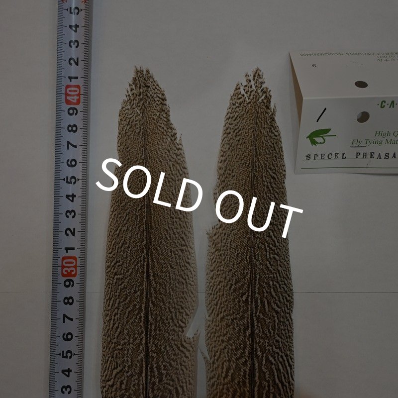 画像3: 【CANAL】スペックルドフェザント ウィング Aグレード No.1 (3)
