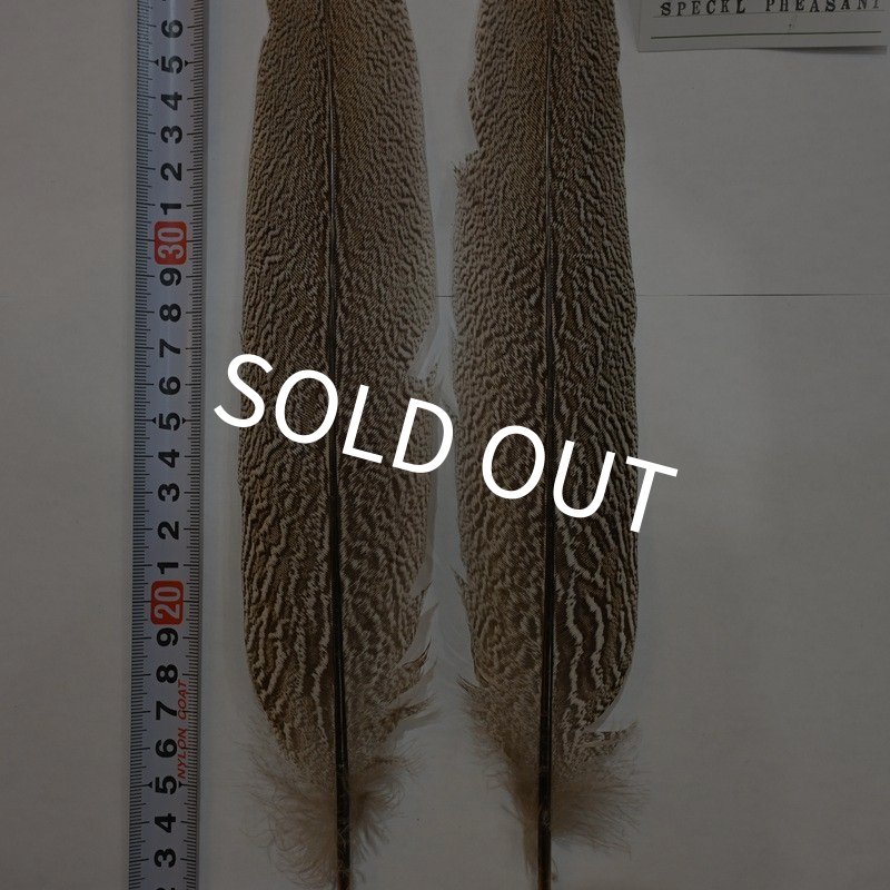 画像2: 【CANAL】スペックルドフェザント ウィング Aグレード No.1 (2)