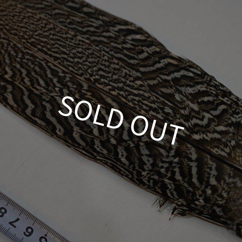 画像2: 【CANAL】スペックルドフェザント コンプリートテール No.1 (2)