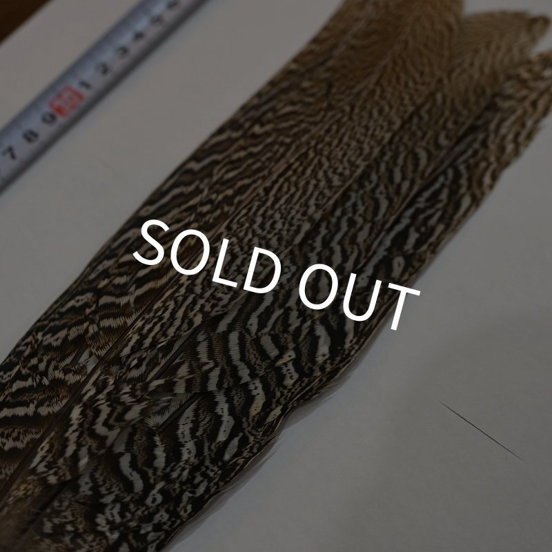 画像4: 【CANAL】スペックルドフェザント コンプリートテール No.1 (4)