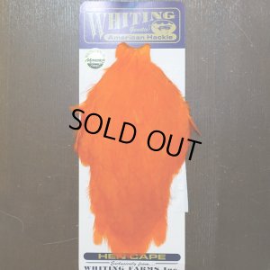 画像1: 【WHITING】American Hackle Hen Cape - Orange