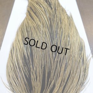 画像6: 【WHITING】ROOSTER Cape Pro Grade - Golden Badger No.1