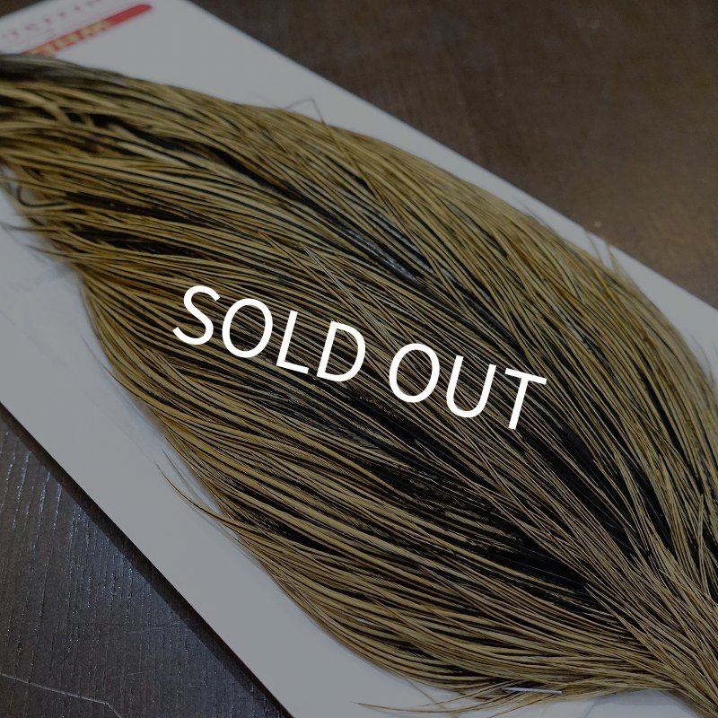 画像4: 【WHITING】ROOSTER Cape Pro Grade - Golden Badger No.1 (4)