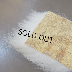 画像4: 【D】ポーラーベア ラージカット(3)