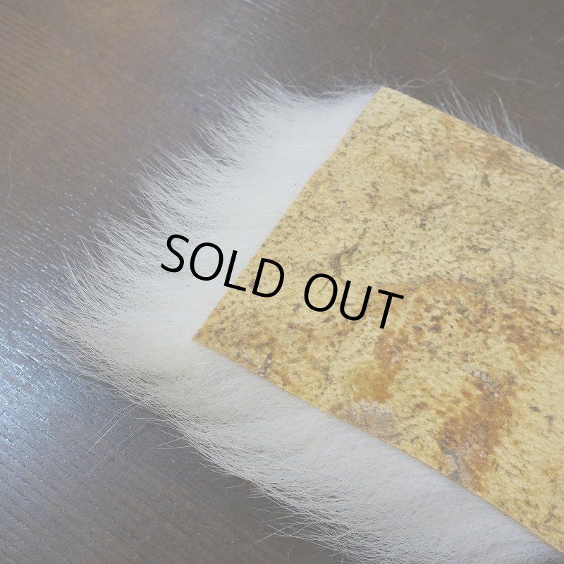 画像4: 【D】ポーラーベア ラージカット(3) (4)