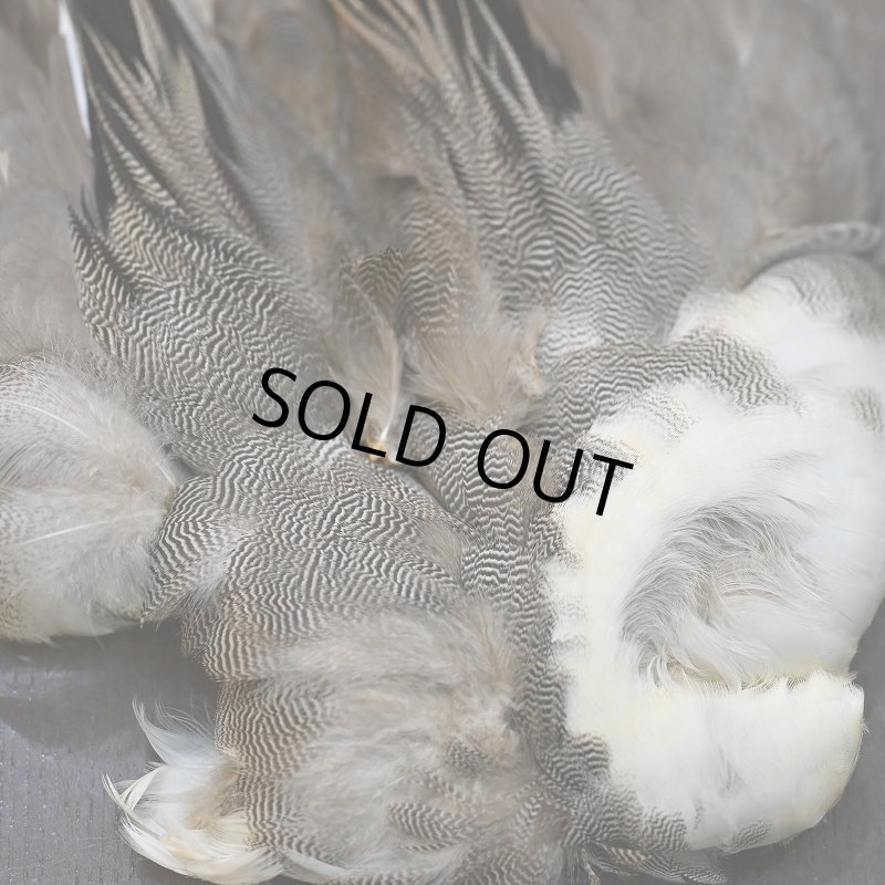 画像3: 【CANAL】ピンテール・コンプリート (3)