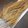 画像3: 【WHITING】Hebert Pro Grade Rooster Saddle - Barred Medium Ginger (3)