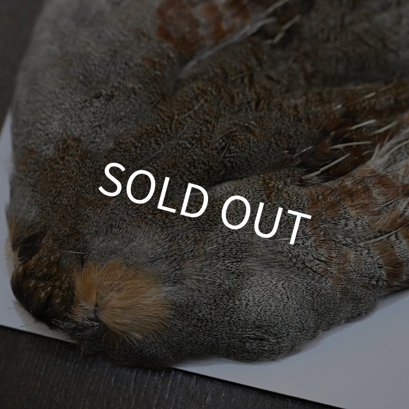 画像2: ハンガリアンパートリッジ コンプリート (2)