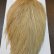画像5: 【WHITING】Hebert ROOSTER CAPE Pro Grade - LT GINGER No.2 (5)