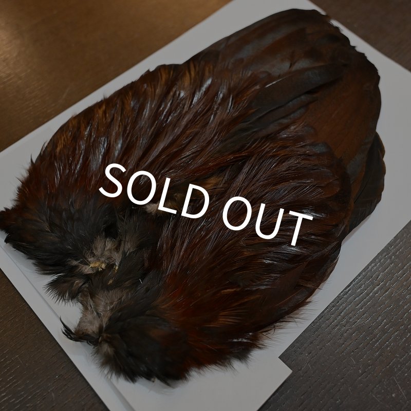 画像4: 【WHITING】 Coq de Leon Rooster Wing GOLD GRADE (4)