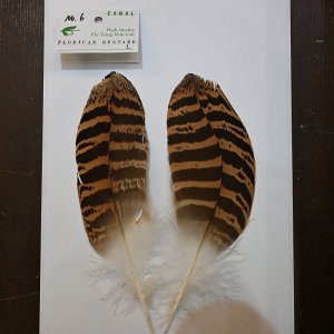 画像6: 【CANAL】 Florican Bustard Lサイズ(フロリカンバスタード)