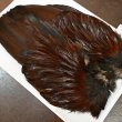画像2: 【WHITING】 Coq de Leon Rooster Wing GOLD GRADE (2)