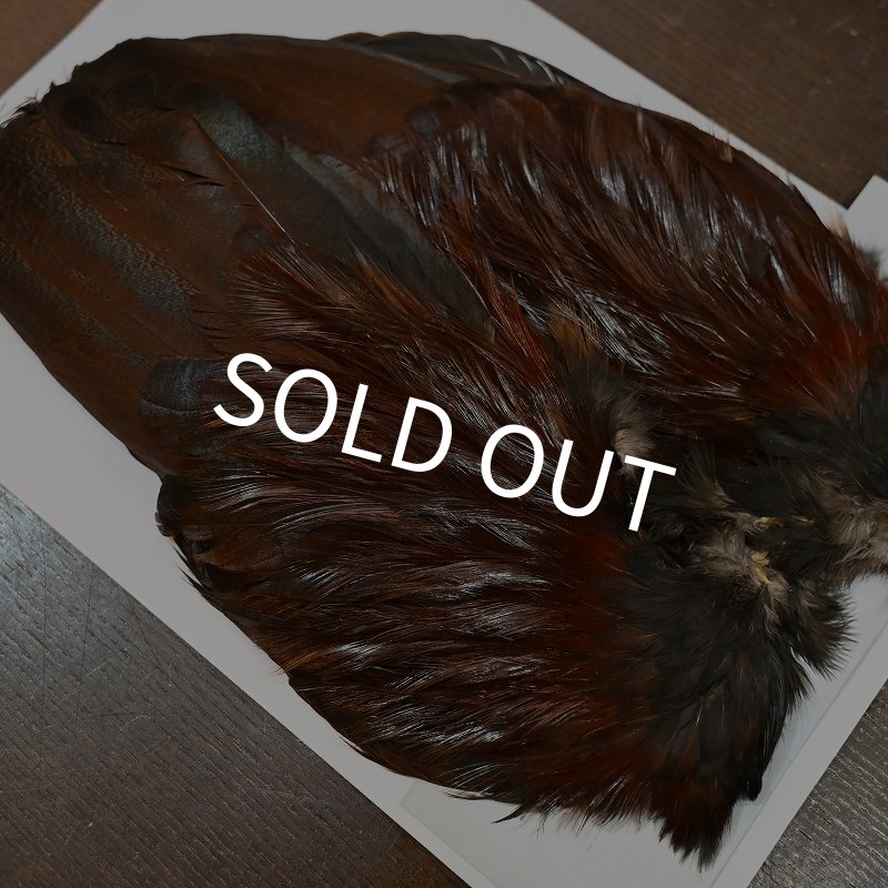 画像2: 【WHITING】 Coq de Leon Rooster Wing GOLD GRADE (2)