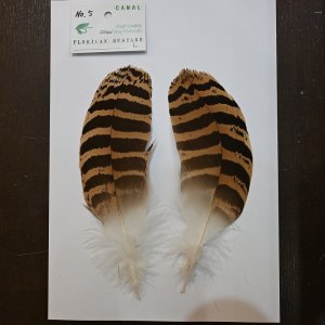 画像5: 【CANAL】 Florican Bustard Lサイズ(フロリカンバスタード)