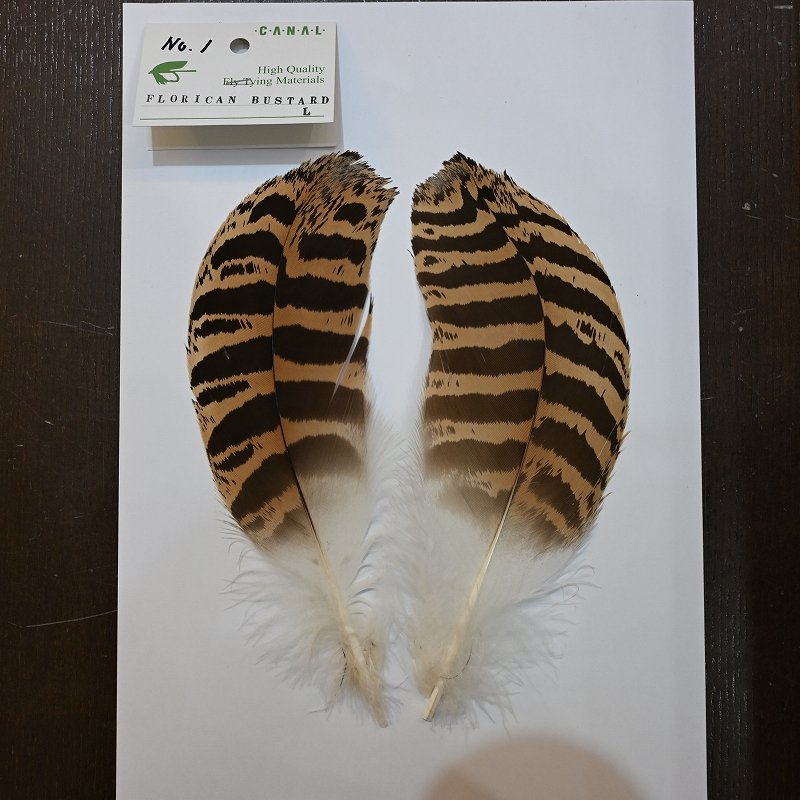 画像1: 【CANAL】 Florican Bustard Lサイズ(フロリカンバスタード) (1)