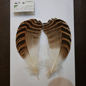 画像3: 【CANAL】 Florican Bustard Lサイズ(フロリカンバスタード)