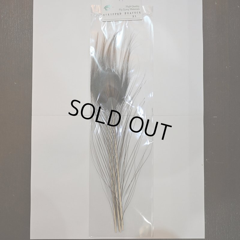 画像1: 【CANAL】ストリップド ピーコック XL (1)