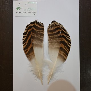 CANAL】Kori Bustard Sサイズ(スペックルドバスタード)