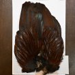画像1: 【WHITING】 Coq de Leon Rooster Wing GOLD GRADE (1)