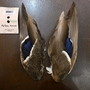 画像1: 【ANGLE】マラード ダックウィング