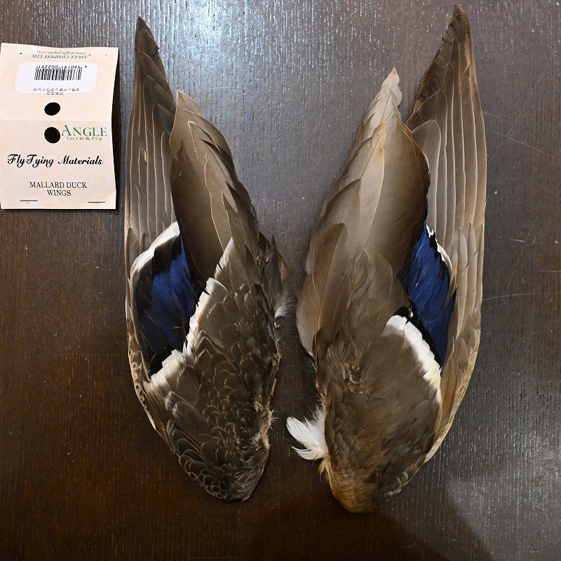 画像1: 【ANGLE】マラード ダックウィング (1)