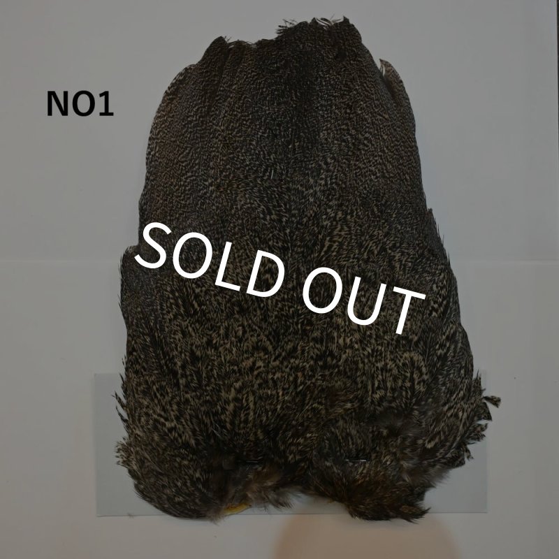 画像1: 【WHITING】Coq de Leon Hen Wing - BRONZE GRADE   (1)