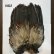 画像2: 【WHITING】Coq de Leon Rooster Wing  - PRO GRADE (2)