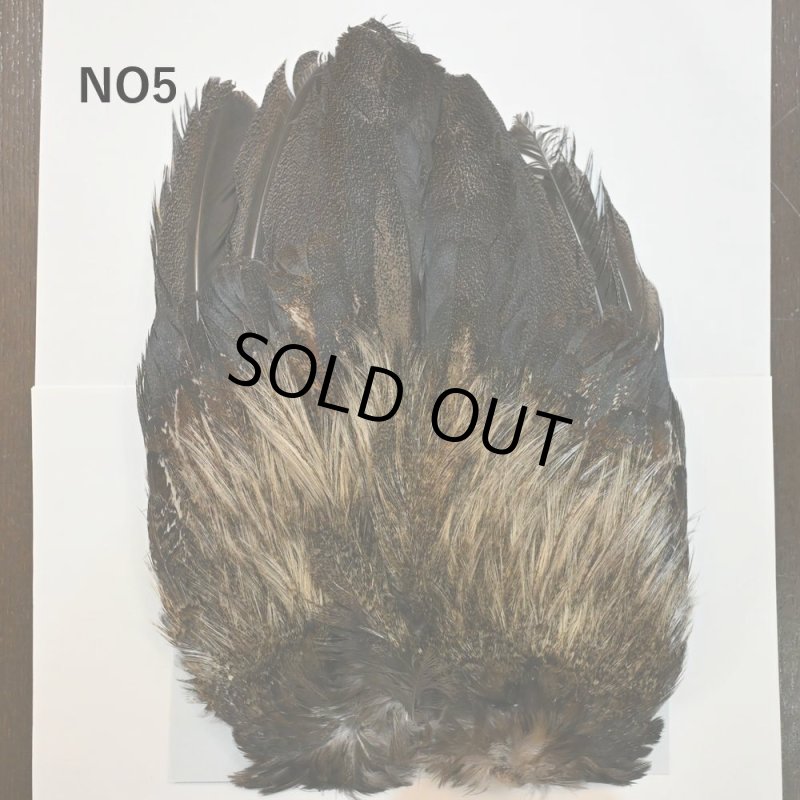 画像5: 【WHITING】Coq de Leon Rooster Wing - BRONZE GRADE   (5)