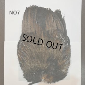 画像7: 【WHITING】Coq de Leon Rooster Wing - BRONZE GRADE  