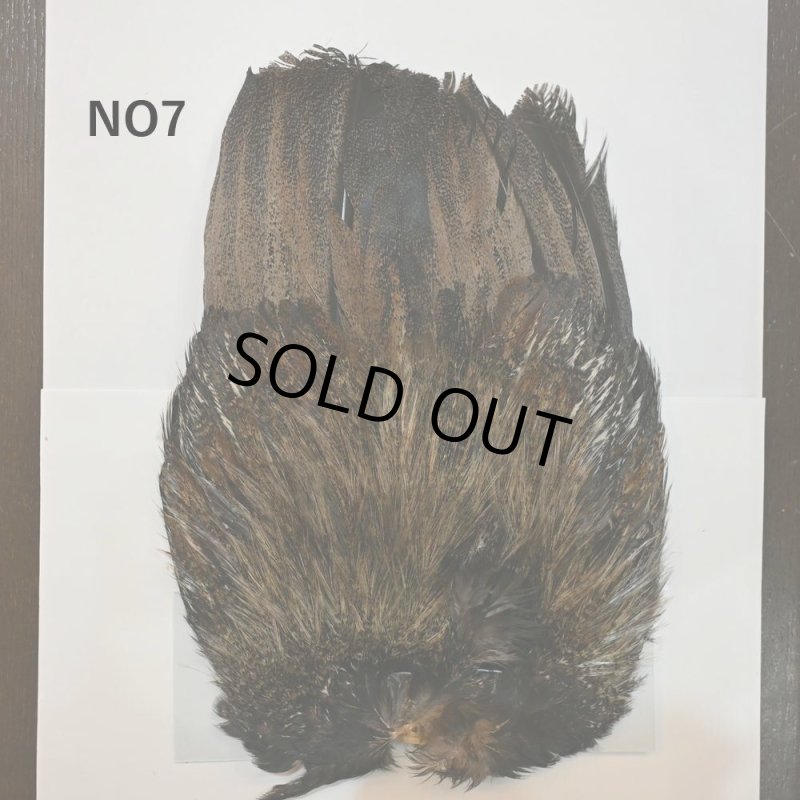 画像7: 【WHITING】Coq de Leon Rooster Wing - BRONZE GRADE   (7)