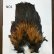 画像1: 【WHITING】Coq de Leon Rooster Wing  - PRO GRADE (1)