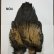 画像4: 【WHITING】Coq de Leon Rooster Wing - BRONZE GRADE  