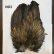 画像3: 【WHITING】Coq de Leon Rooster Wing - BRONZE GRADE  