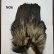 画像6: 【WHITING】Coq de Leon Rooster Wing - BRONZE GRADE  