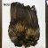画像3: 【WHITING】Coq de Leon Rooster Wing  - PRO GRADE (3)