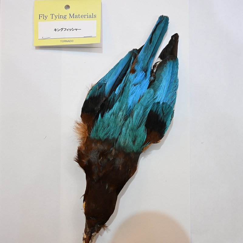 画像1: 【TORNADO】キングフィッシャー コンプリート (1)