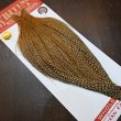 画像2: 【WHITING】ROOSTER CAPE Bronze Grade - Cree No.1 (2)