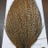 画像4: 【WHITING】Hebert ROOSTER CAPE PRO Grade - Cree No.2 (4)