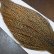 画像5: 【WHITING】Hebert ROOSTER CAPE PRO Grade - Cree No.2 (5)