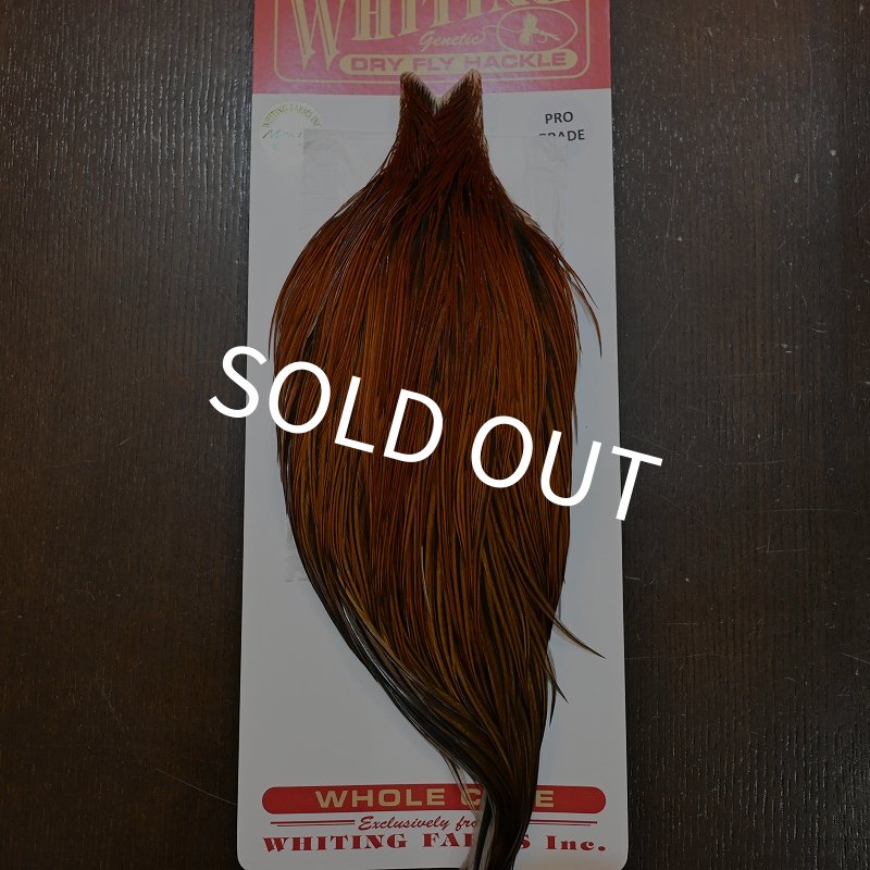 画像1: 【WHITING】ROOSTER CAPE PRO grade - Furnace No.2 (1)