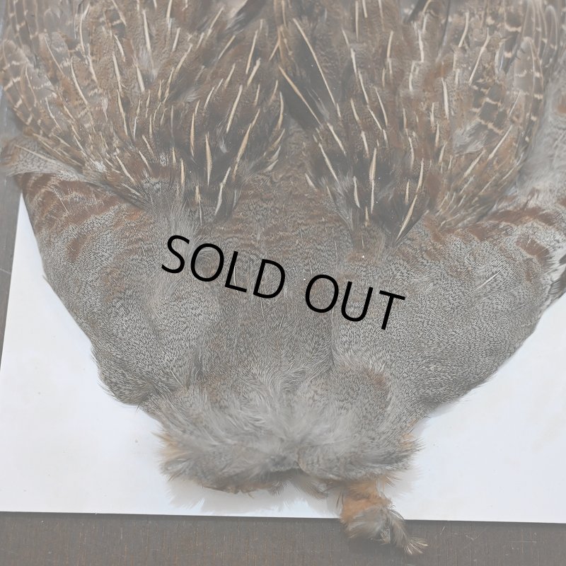 画像2: ハンガリアンパートリッジ コンプリート No.2 (2)