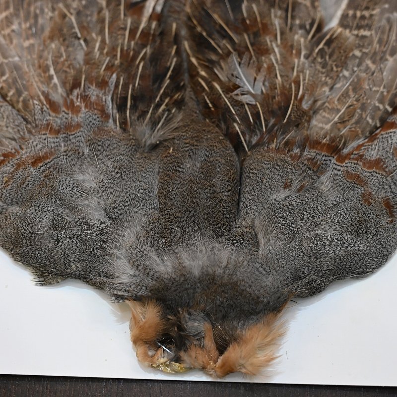 画像4: ハンガリアンパートリッジ コンプリート No.1 (4)