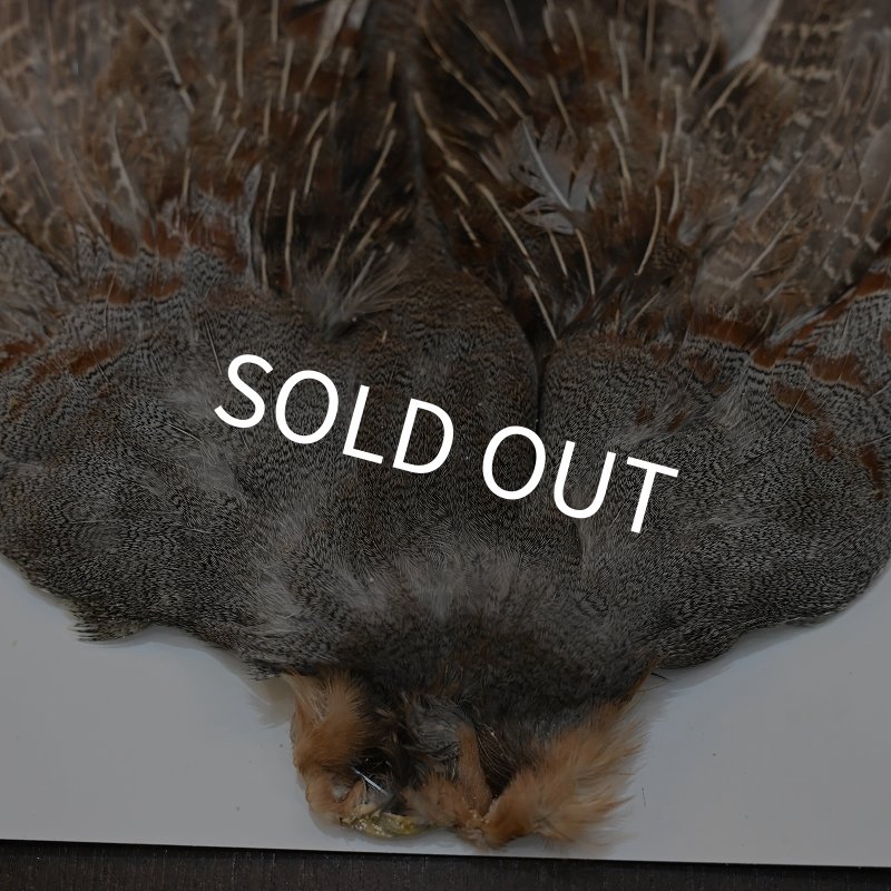 画像4: ハンガリアンパートリッジ コンプリート No.1 (4)