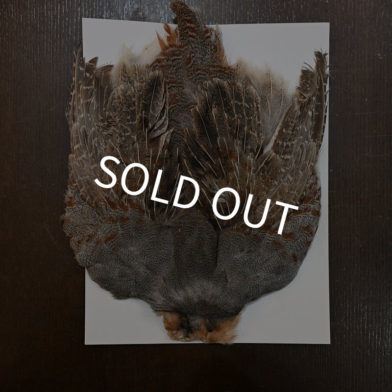 画像1: ハンガリアンパートリッジ コンプリート No.1 (1)