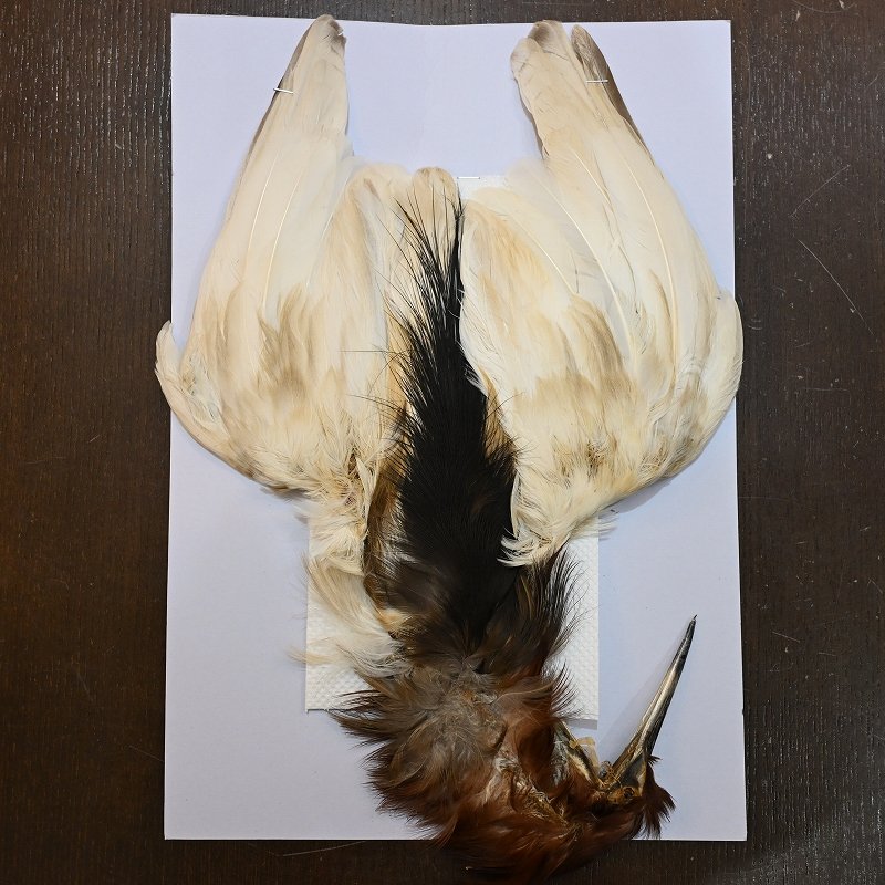 画像1: 【CANAL】Black Heron コンプリート (1)