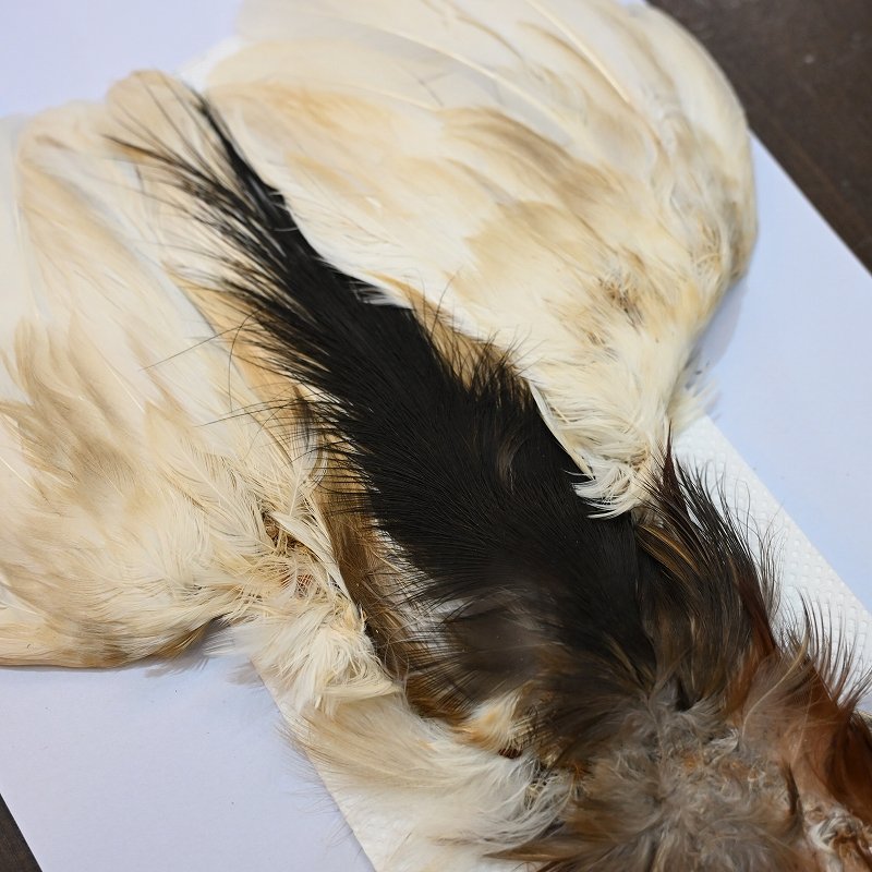 画像2: 【CANAL】Black Heron コンプリート (2)