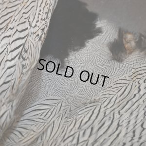 画像6: シルバーフェザント コンプリートスキン