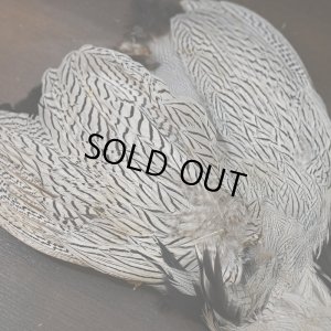 画像5: シルバーフェザント コンプリートスキン