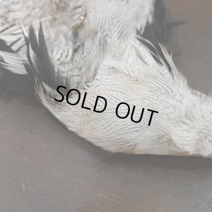 画像4: シルバーフェザント コンプリートスキン