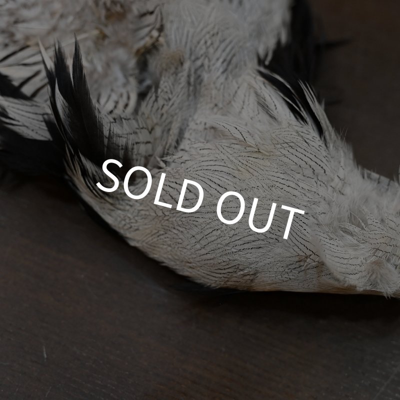 画像4: シルバーフェザント コンプリートスキン (4)